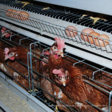 Geflügel-Ausrüstungs-automatischer Hühnerkäfig